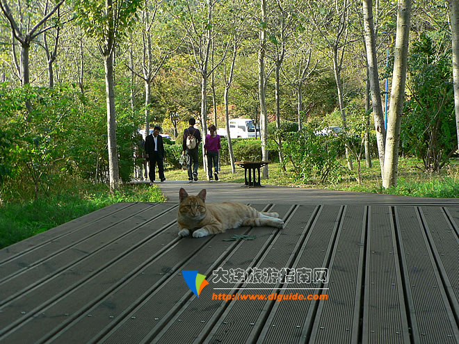 大连滨海路木栈道旅游攻略,航拍大连滨海路木栈道视频