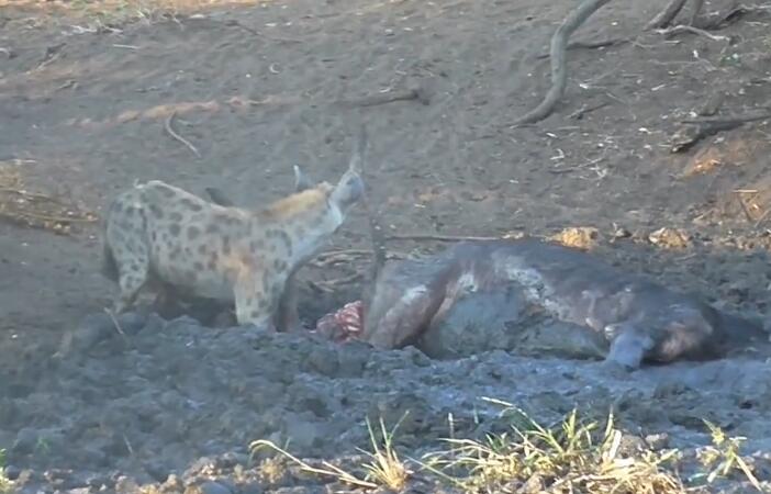 鬣狗活吃水牛,掏肛致肠子外露,头伸进肚子,满脸鲜血,血腥吓人