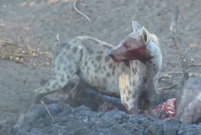鬣狗活吃水牛,掏肛致肠子外露,头伸进肚子,满脸鲜血,血腥吓人