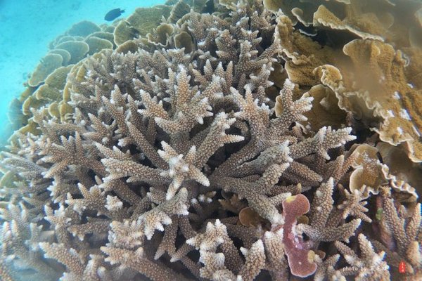 珊瑚海日本,陪你去看海底世界