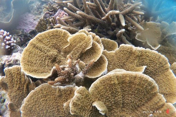 珊瑚海日本,陪你去看海底世界