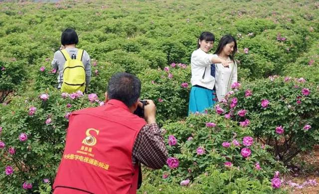 赏玫瑰摘西瓜这个假期有福喽