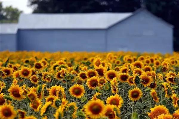出境旅游需要身份证,出国游玩身份证办理