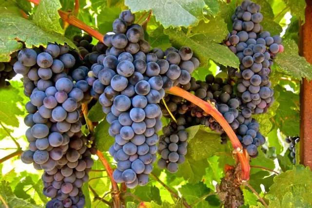 南美洲十种代表性动物,南美特色水果有哪些种类