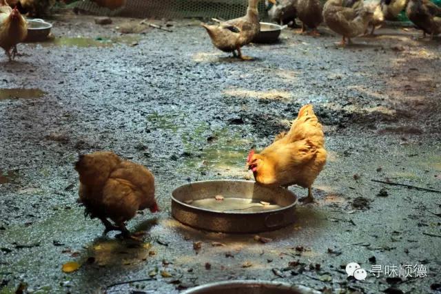 吃正宗清远鸡阳山,正宗阳山清远鸡