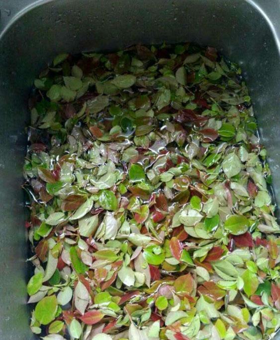 吃过这种饭么?营养价值很高!我从山上摘来树叶...