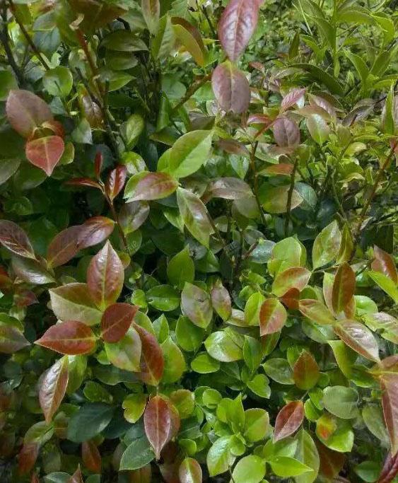 吃过这种饭么?营养价值很高!我从山上摘来树叶...