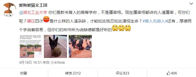 流浪狗引发的问题,关于校园流浪狗的处理问题