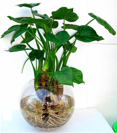 水培滴水观音叶子发黄是什么原因,滴水观音叶子发黄可以剪掉吗