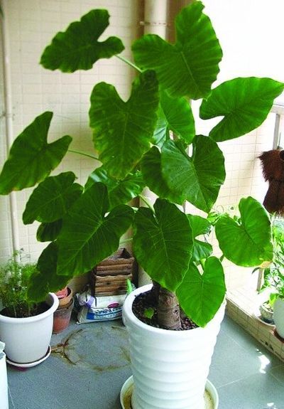 水培滴水观音叶子发黄是什么原因,滴水观音叶子发黄可以剪掉吗