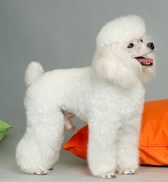 Simon说狗公寓中的精灵小泰迪