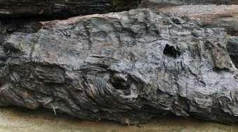 金丝楠的历史及故事,金丝楠阴沉木阳气