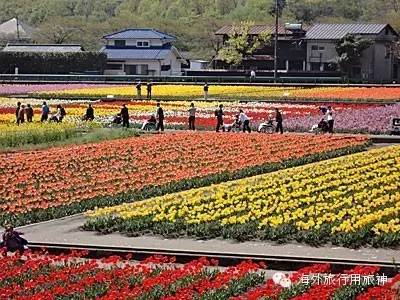 到日本东京玩一玩,去东京从哪里出发方便