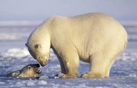 每日音乐心情,世界地球环境日音乐