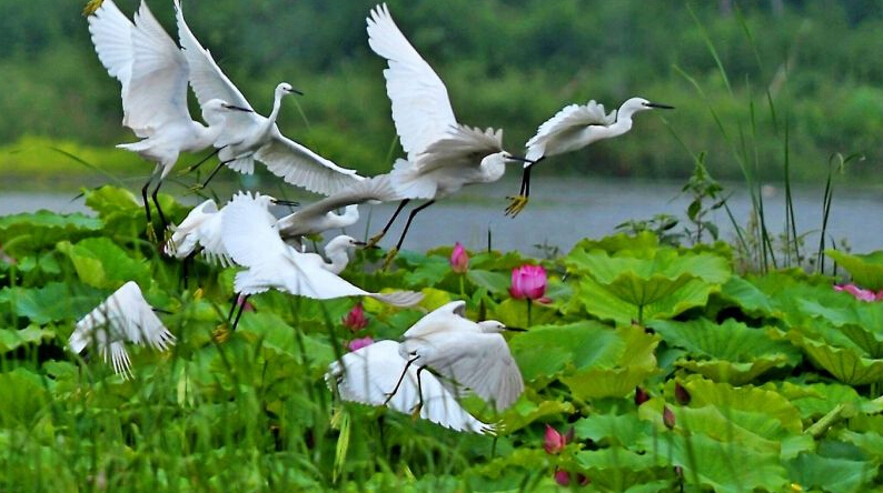 荷花是我国国花吗,印度为什么把荷花称为国花