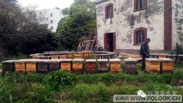 福清依巴扎根深山几十载,只为酿造原生纯蜜