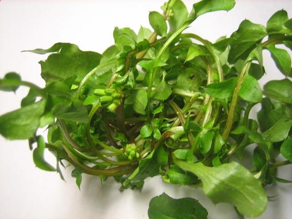 孕妈稍微吃点东西肚子胀的原因,孕妇肚子疼可以吃点儿什么