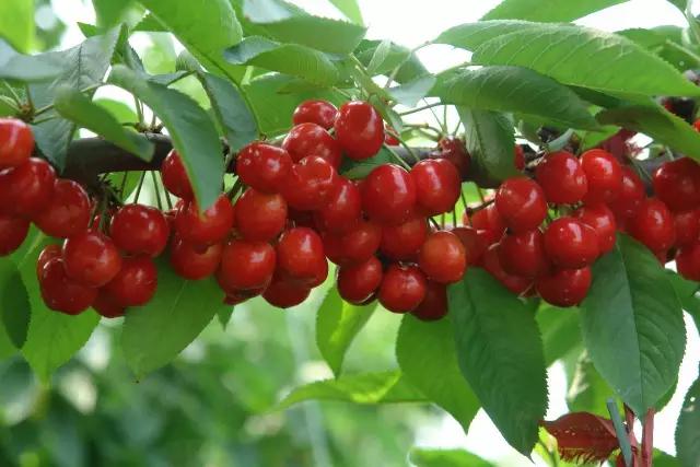 白鹿原采摘大樱桃,去白鹿原采摘樱桃