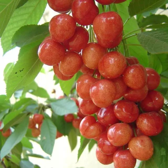 白鹿原采摘大樱桃,去白鹿原采摘樱桃