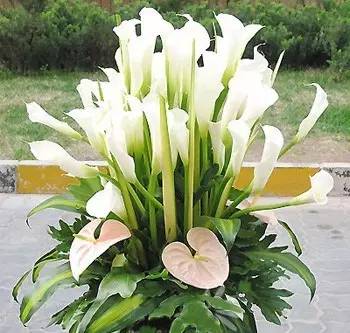 马蹄莲怎么养才能开得快,马蹄莲怎么养才能长得好