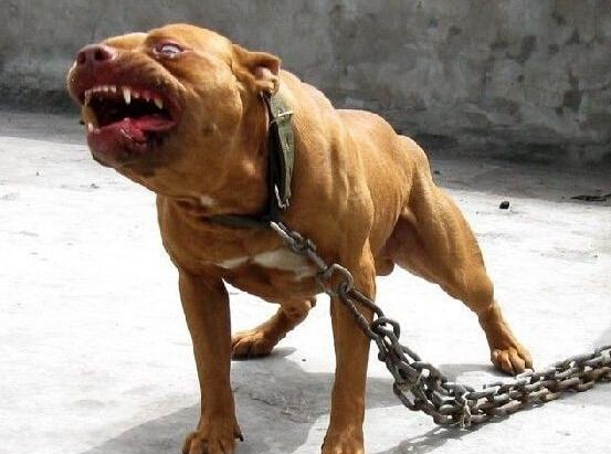 世界上能单挑野猪的动物,世界上敢和猛兽搏斗的犬