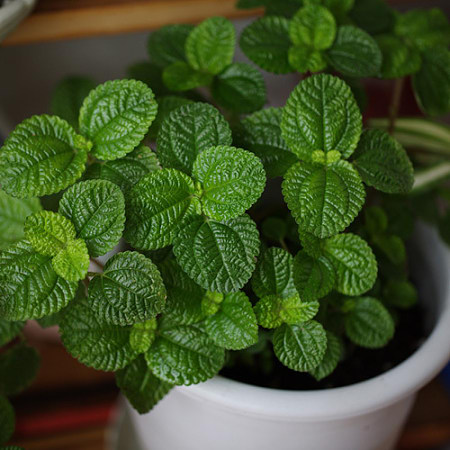 农村有一种草治牙痛特效,有一种草它有致命毒性