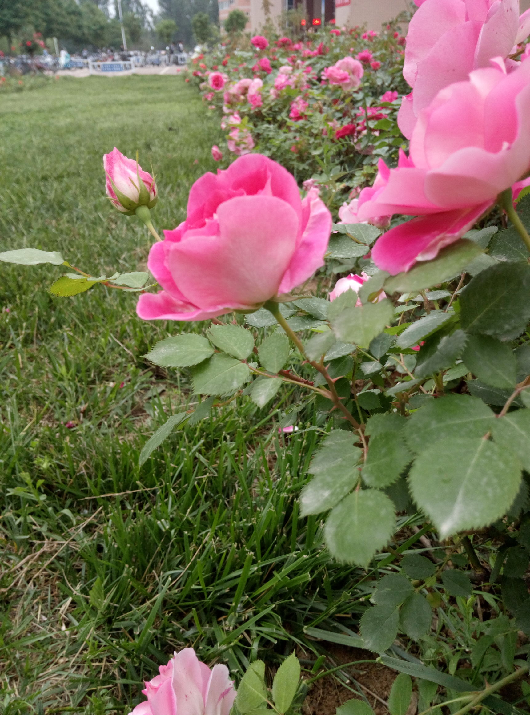 五一赏月季花来宛城,南阳月季大观园五一