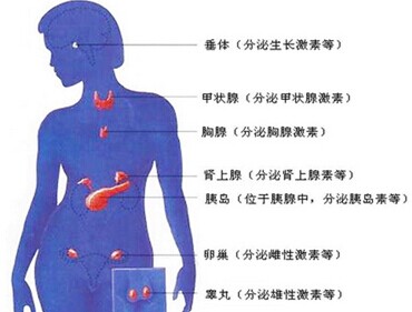月经出了问题,藏在内分泌失调背后的真凶是谁?