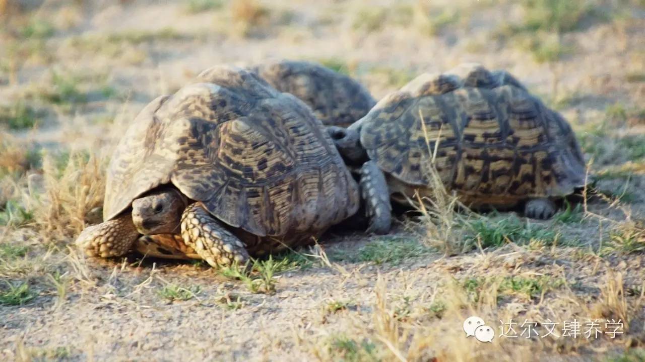 达尔文的象龟,达尔文进化岛最终进化形态
