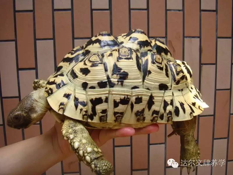 达尔文的象龟,达尔文进化岛最终进化形态