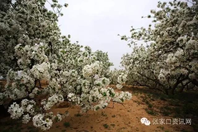 对不起,五一我就呆在张家口!别再约我了!