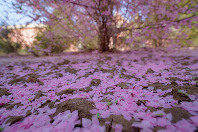 醉美四月天翻唱,醉美贵德