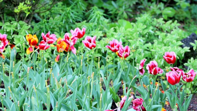 全过程记录，揭秘廉价济州岛跟团游背后的真相