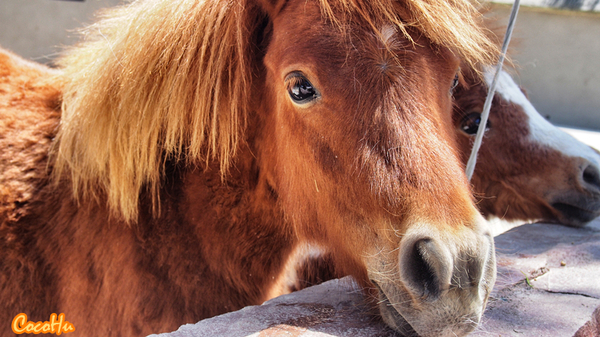 中南百草动物园,中南百草园萌宠乐园