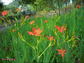 扁桃腺炎、咽炎的患者都需要这种野草！（内附扁桃体炎方）