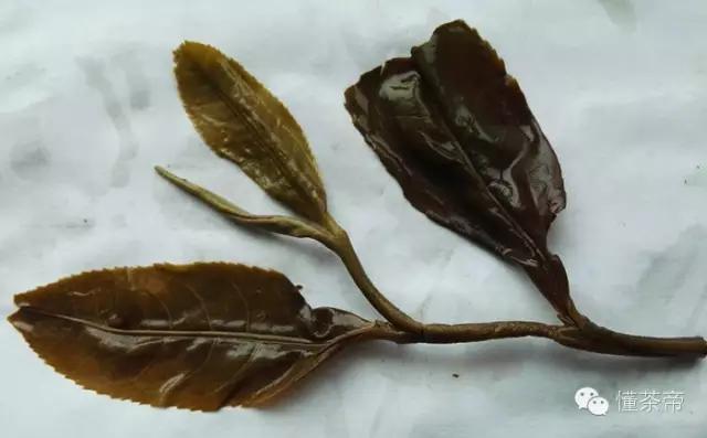 易武普洱茶特点和口感,易武普洱茶常识15条