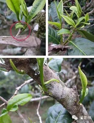 易武普洱茶特点和口感,易武普洱茶常识15条