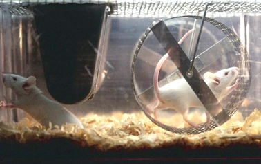 跑跑杀猎魔人,跑跑狼人杀