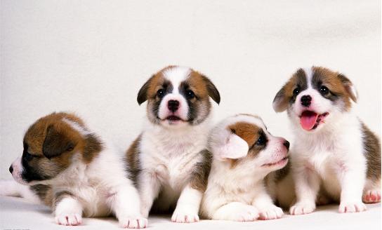 想养狗如何克服对狗狗的恐惧,刚到家的小狗狗怎么护理