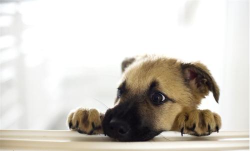 想养狗如何克服对狗狗的恐惧,刚到家的小狗狗怎么护理