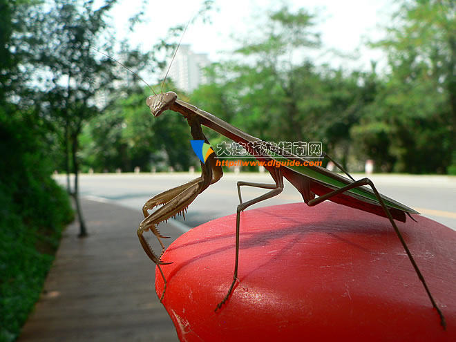 大连滨海路木栈道旅游攻略,航拍大连滨海路木栈道视频