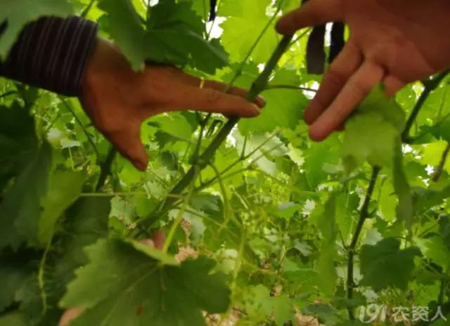 葡萄大小粒的原因及治疗方法,治葡萄大小粒的药