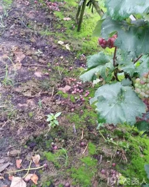 葡萄大小粒的原因及治疗方法,治葡萄大小粒的药