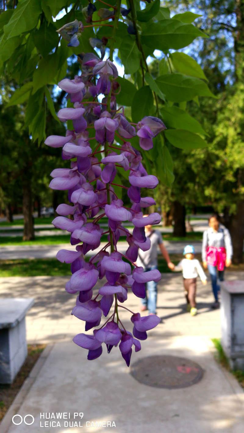 徕卡加持人人都是摄影师华为P9「体验」