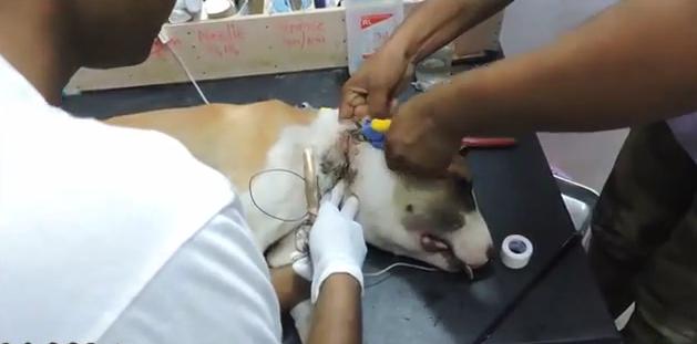 狗狗突然停滞呼吸头皮肿胀,狗头部肿了怎么回事