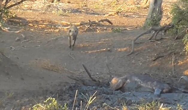 鬣狗活吃水牛,掏肛致肠子外露,头伸进肚子,满脸鲜血,血腥吓人