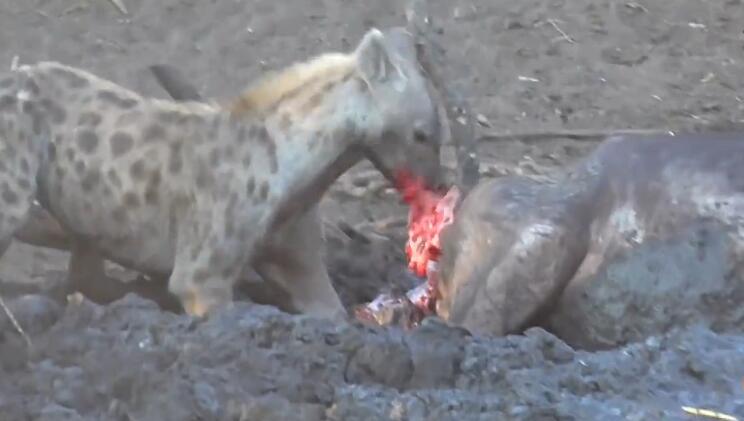 鬣狗活吃水牛,掏肛致肠子外露,头伸进肚子,满脸鲜血,血腥吓人