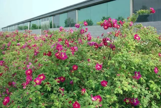 赏玫瑰摘西瓜这个假期有福喽