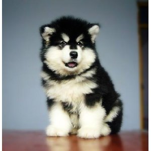 你分得清吗的梗,你分得清骡子驴牛吗