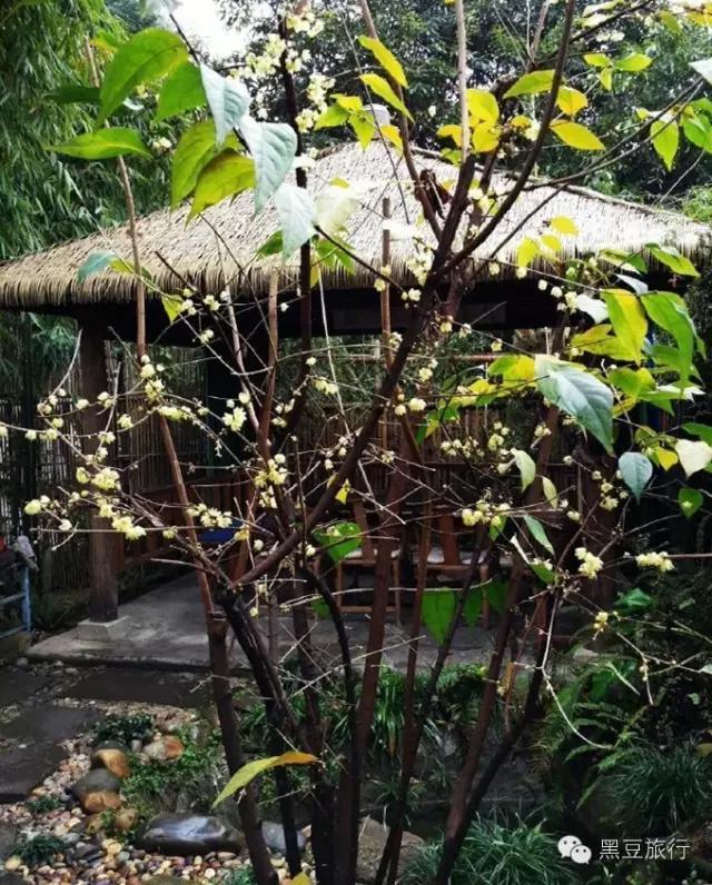 最新成都黄龙溪民宿包吃住一个月,成都周边适合度假的民宿